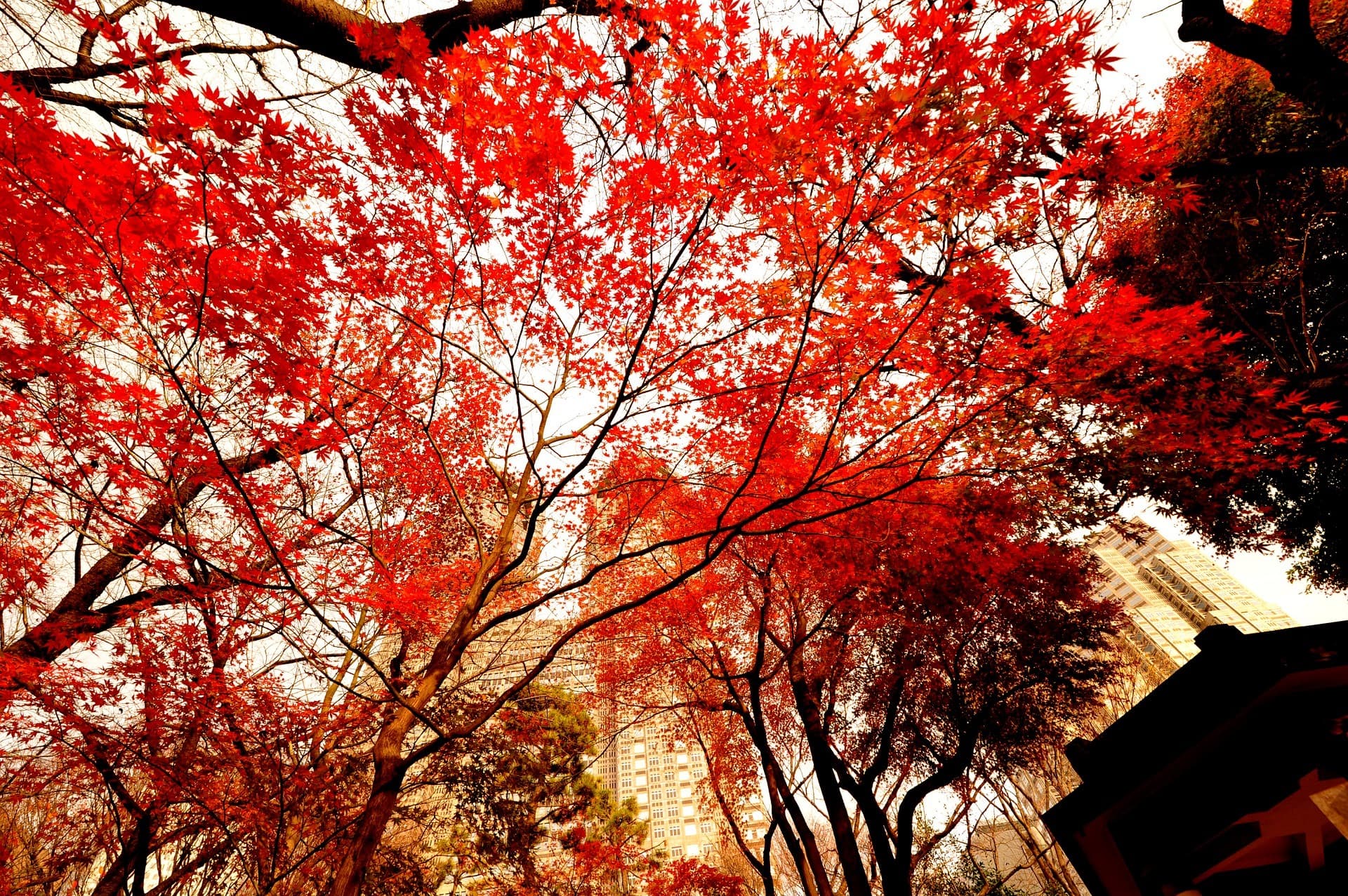 Frederic Guene's tips for visiting Tokyo