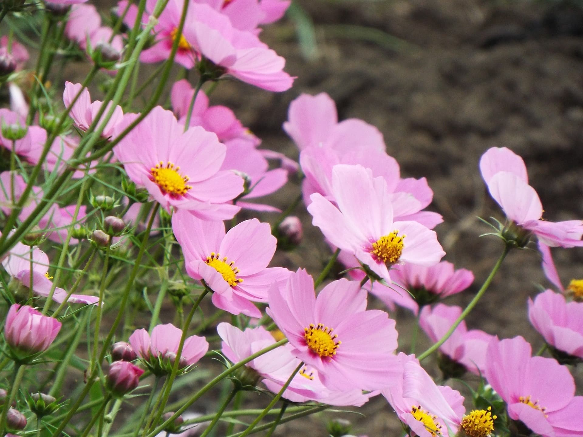 An English-speaking woman's blog interning in Tokyo