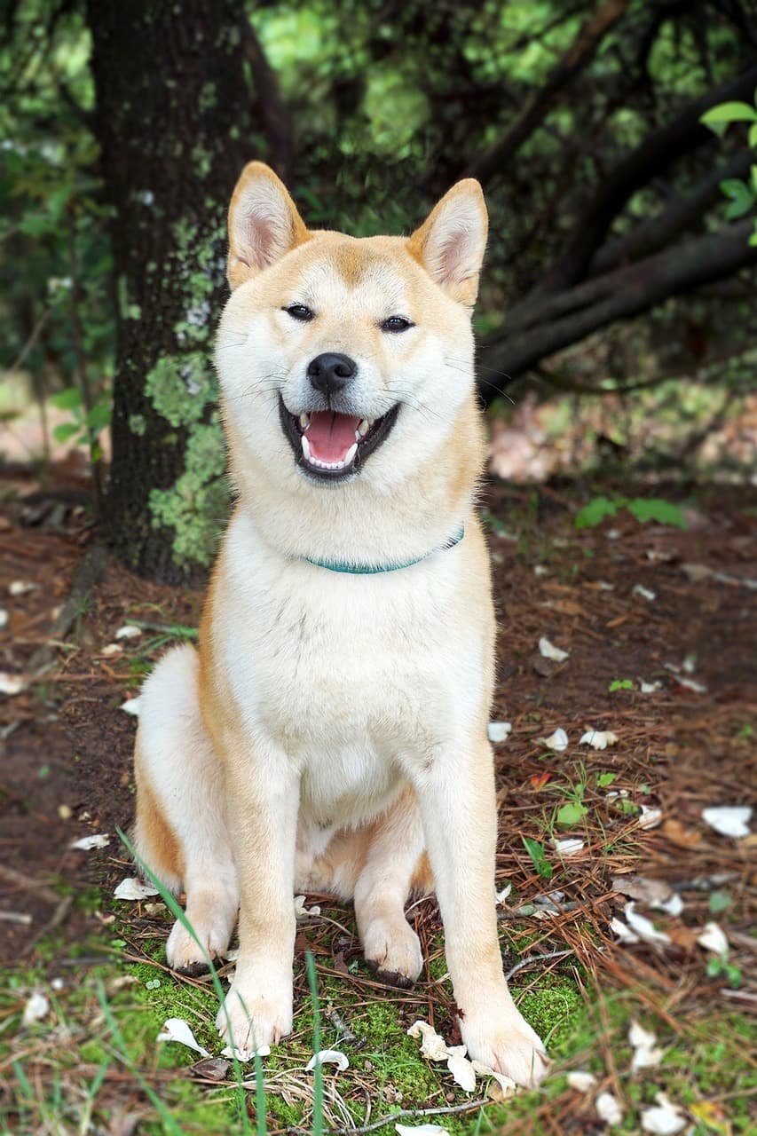 Hachiko the Dog in Tokyo