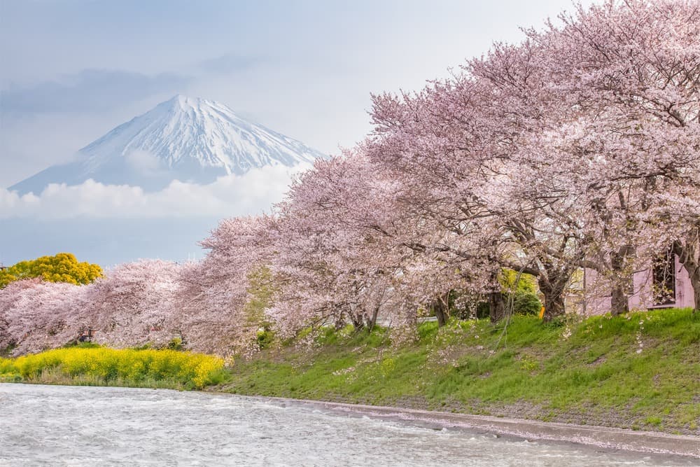 Japan's Flora