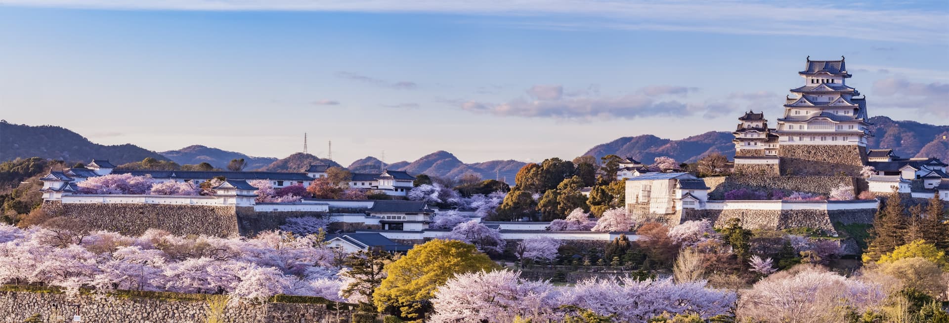 himeji sakura