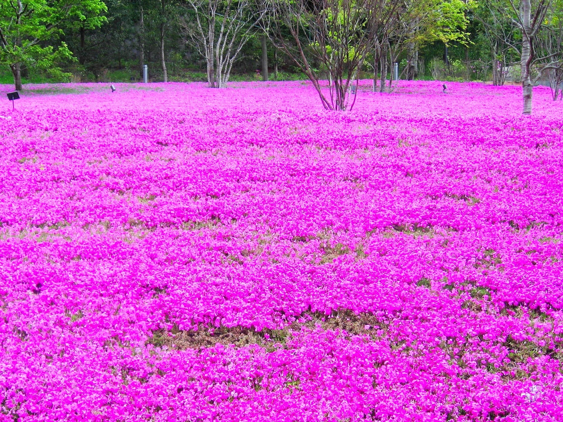 Visiting Tokyo and its surroundings in less than 15 days... the must-see places!