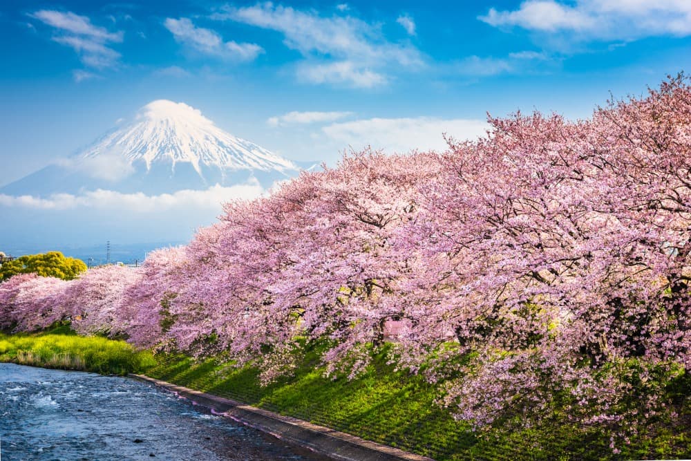 Sakura or Japan's Cherry Blossoms in Bloom