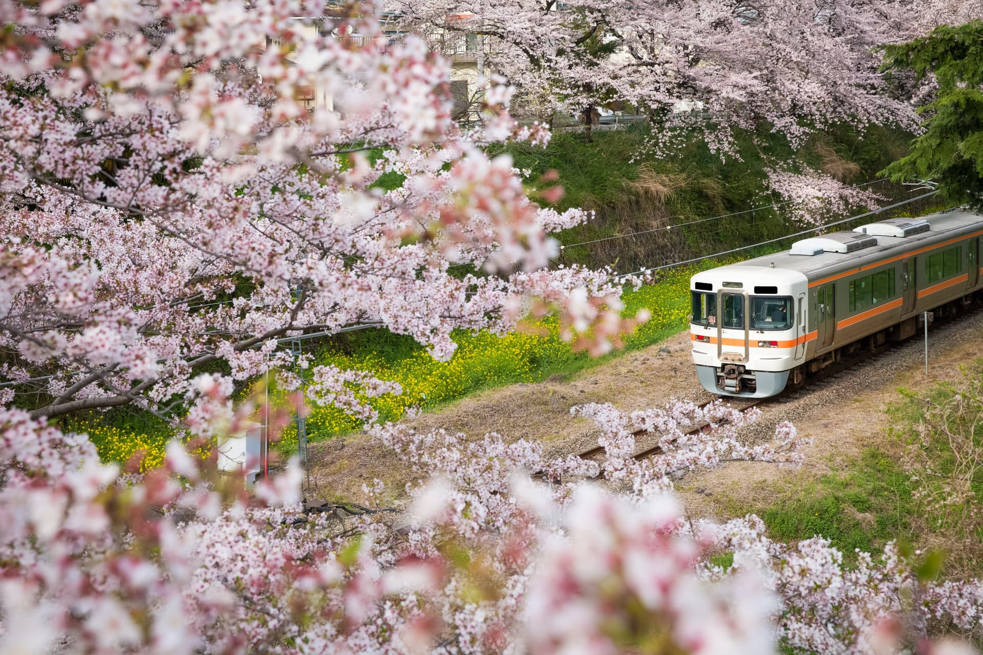 Japan's Railway Network: What Are the Prices and Options for Taking the Train?