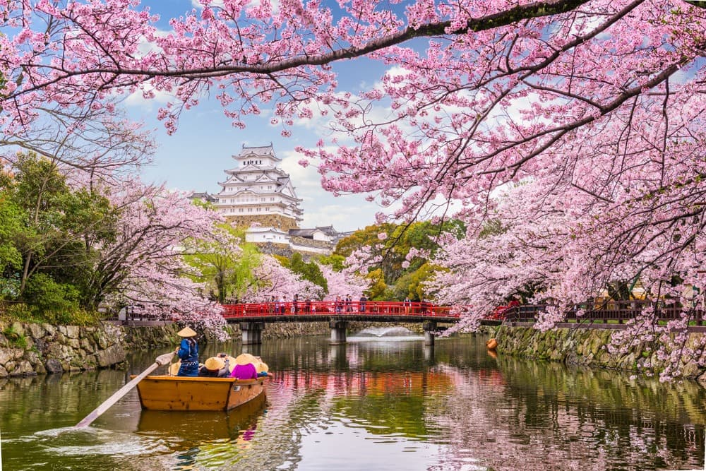 Where and When to See Sakuras, Japan's Famous Cherry Blossoms?
